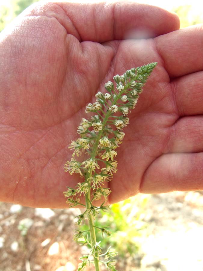 Confronto tra due Reseda: R. lutea e R. alba